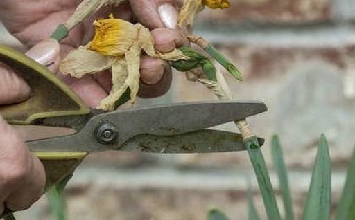 Dead heading daffodil